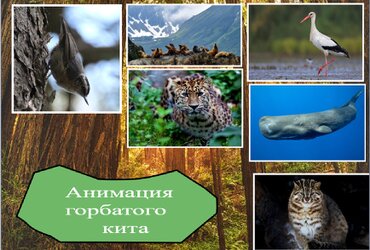 Проект: Краснокнижные животные Дальнего Востока, Бойко Родион Игорьевич, Хлопушин Денис Дмитриевич, Приморский край,г. Находка